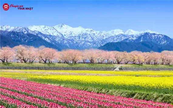 Tour Nhật Bản Thiết Kế Đặc Biệt 2026: Bộ Tứ Mùa Xuân